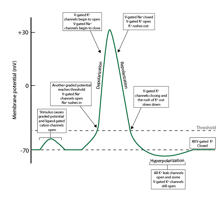 Membrane potential diagram during activation