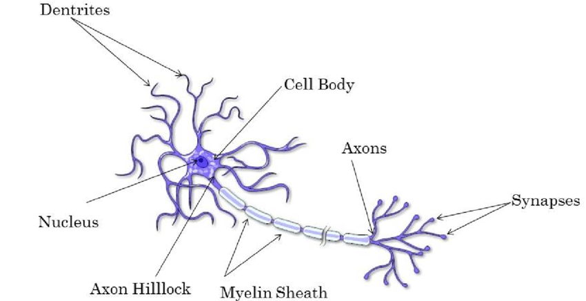 Labelled neuron diagram